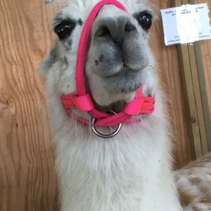 Meet your Posher, Carmella